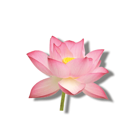 LOTUSBLOMSTEKSTRAKT